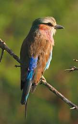 Lilac Breasted Roller