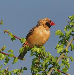 Red Billed Quelea