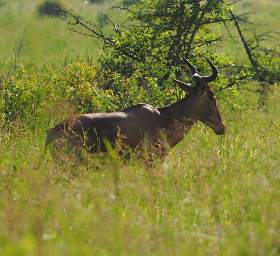 Mkomazi Hartbeest