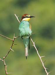 European Bee Eater