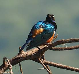 Superb Starling