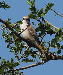 Isabelline Shrike