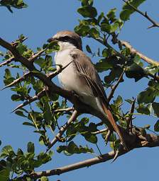 Isabelline Shrike