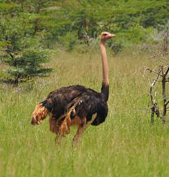 Ostrich