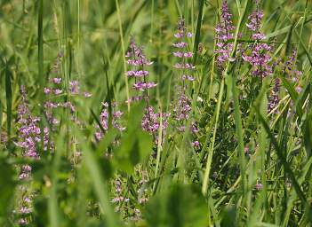 Flower Xxx Lavender