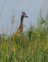 Giraffe