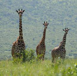 Giraffes