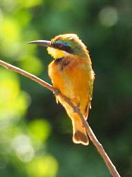 Mkomazi National Park