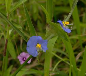 Flower Xxx Blue