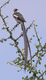 Pin Tailed Whydah