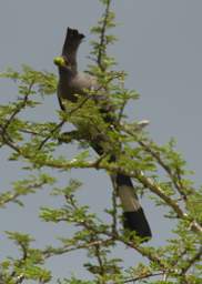 White Bellied Go Away Bird