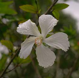 NEMts Flower Xxx White