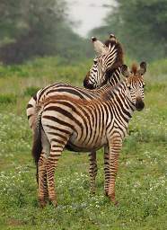 Zebras