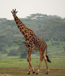 Giraffe