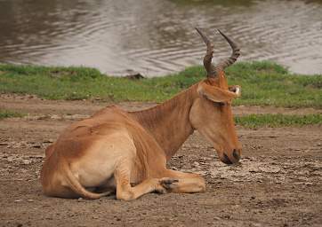 Hartebeest