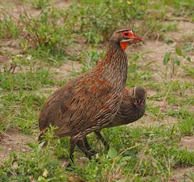 Grey Breasted Spurfowl