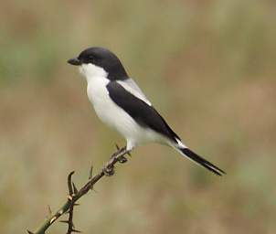 Taita Fiscal Shrike