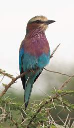 Lilac Breasted Roller