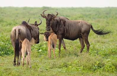 Wildebeest Calves