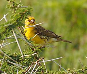 Xxx Yellow Fronted Canary