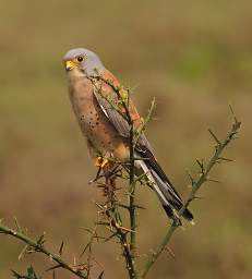 Lesser Kestrel