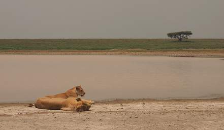 Ndutu Lions