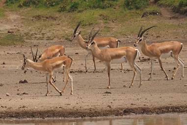 Grants Gazelles