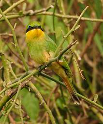 Little Bee Eater