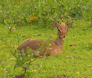 Ndutu Dikdik