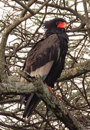 Bateleur Eagle