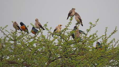 Birds at Flycatcher Camp