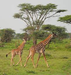 Giraffes