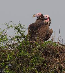 Lappet Faced Vulture