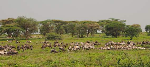 Waterhole