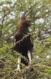 Long Crested Eagle