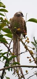 Speckled Mousebird