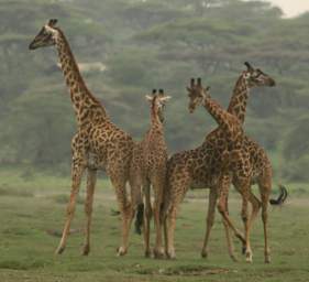 Giraffes