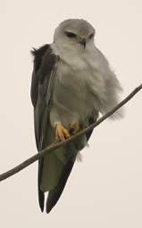 Black Shouldered Kite