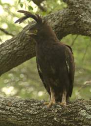 Long Crested Eagle