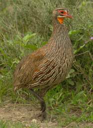 Grey Breasted Spurfowl