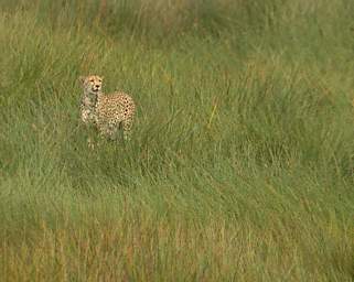 Cheetah