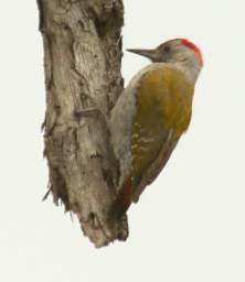 Xxx Grey Woodpecker