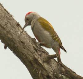 Xxx Grey Woodpecker