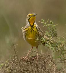 Yellow Throated Longclaw