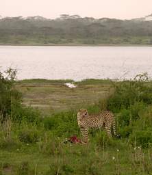 Cheetah