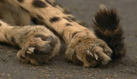 Cheetah Claws