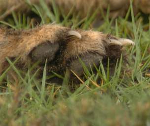 Cheetah Claws