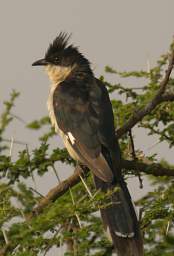 Black and White Cuckoo