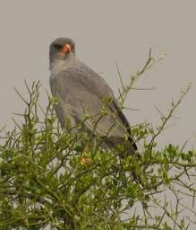 Dark Chanting Goshawk