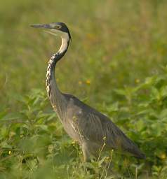 Black Headed Heron